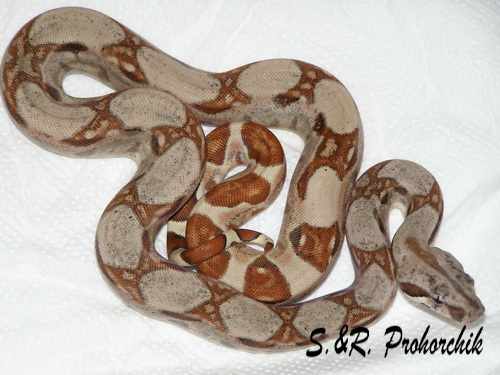 Boa constrictor Salmon het. Sharp albino(DH Sunglow)