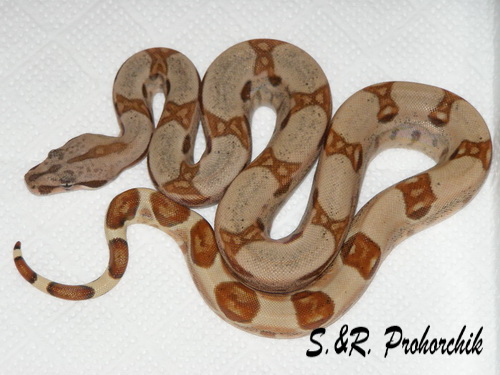 Boa constrictor Salmon het. Sharp albino(DH Sunglow)