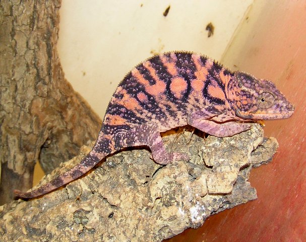 Furcifer pardales (Ambanja)