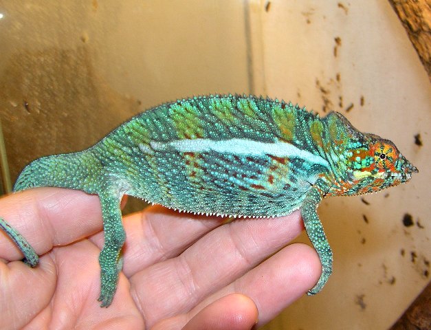 Furcifer pardales (Ambanja)