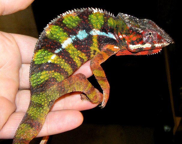 Furcifer pardales (Sambave)