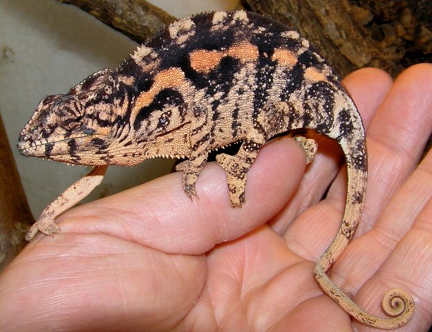 Furcifer pardales (Sambave)