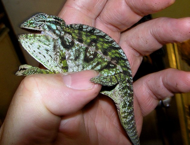 Furcifer lateralis