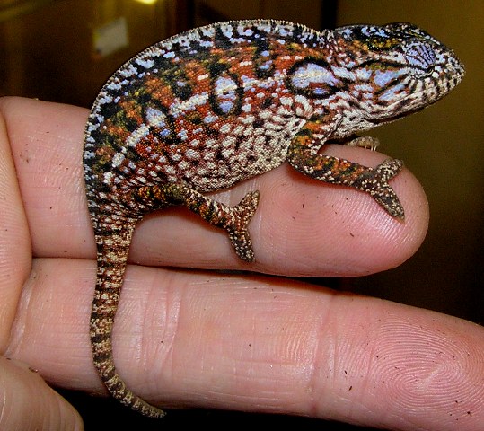 Furcifer lateralis