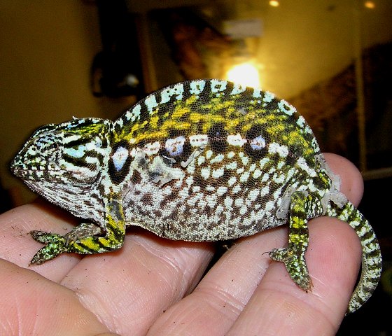 Furcifer lateralis