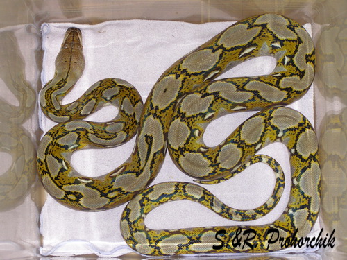 Python Reticulatus