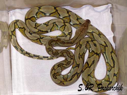 Python Reticulatus 2