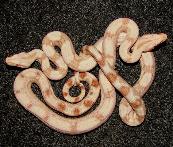 B.c. albino kahl