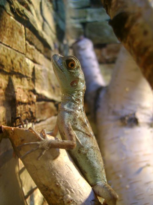 Basiliscus plumifrons 2