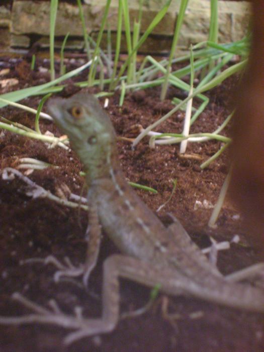 Basiliscus plumifrons 3