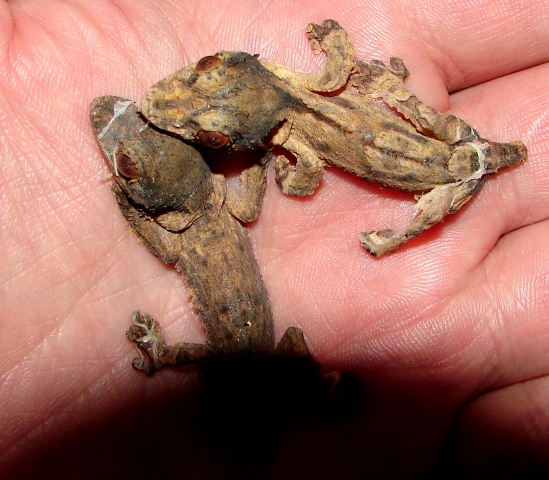 Uroplatus henkeli