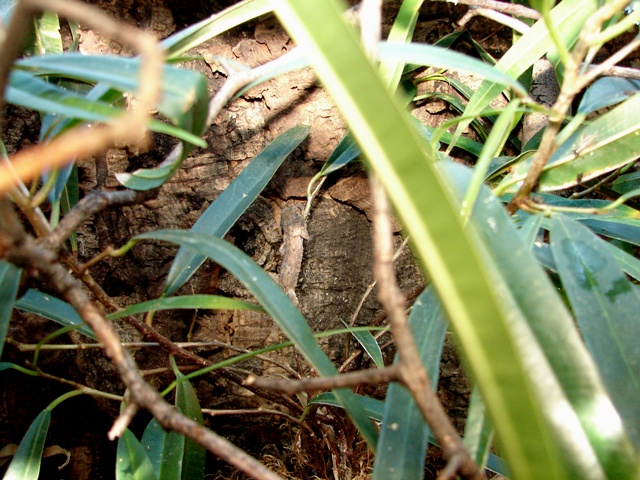 Uroplatus henkeli