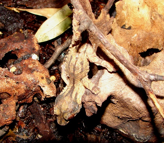 Uroplatus henkeli