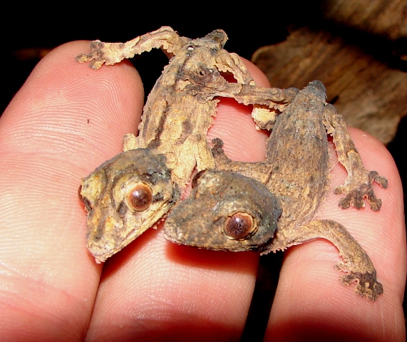 Uroplatus henkeli