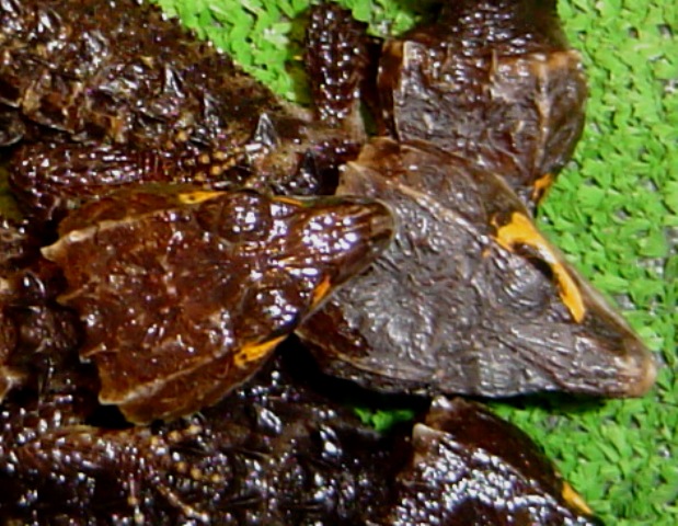 Tribolanotus gracillus