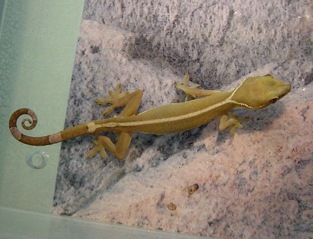 Gekko vittatus