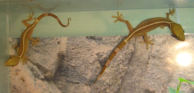 Gekko vittatus