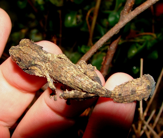 Uroplatus henkeli