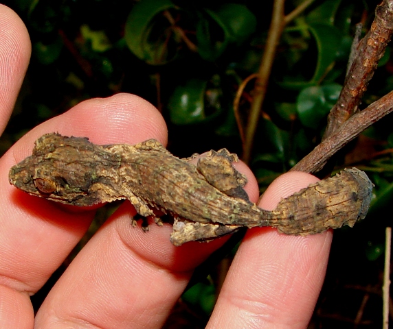 Uroplatus henkeli