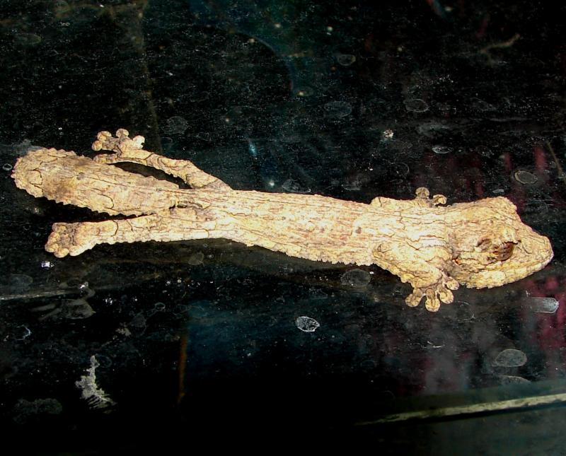 Uroplatus henkeli