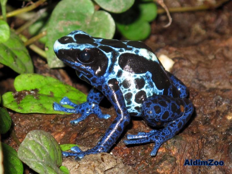 Dendrobates tinctorius New River (2)