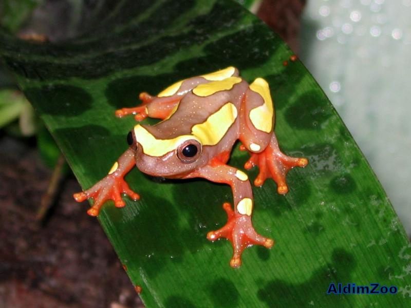 Hyla leucophyllata