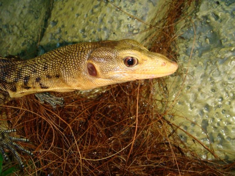 varanus melinus1