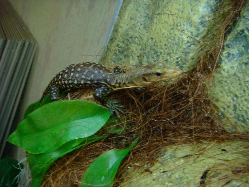 varanus melinus