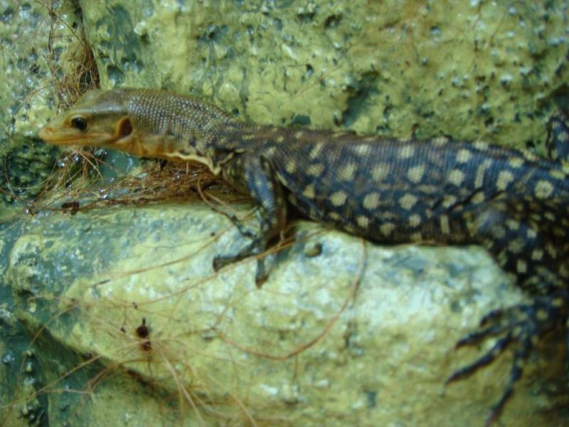 varanus melinus