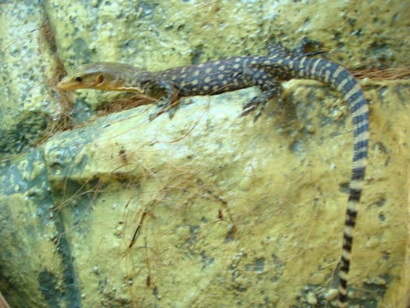 varanus melinus