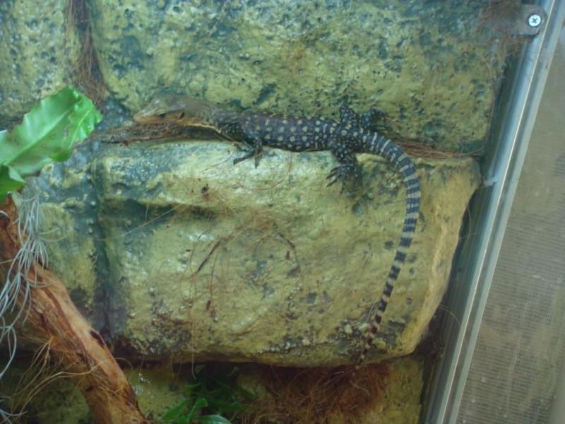 varanus melinus