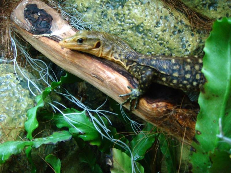 varanus melinus