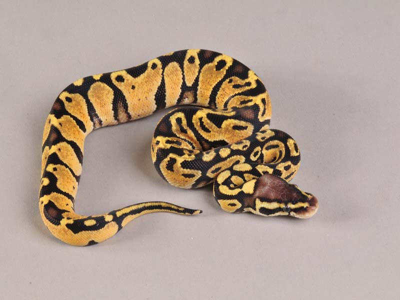 Python regius PASTEL