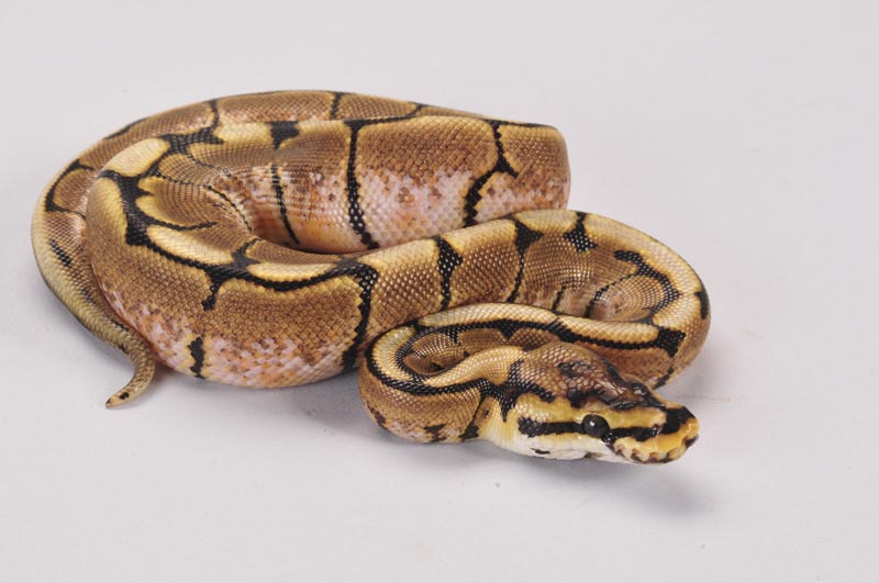 Python regius SPIDER