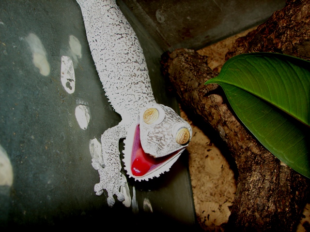 Uroplatus