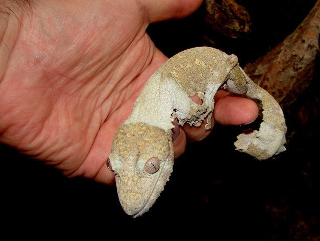 Uroplatus