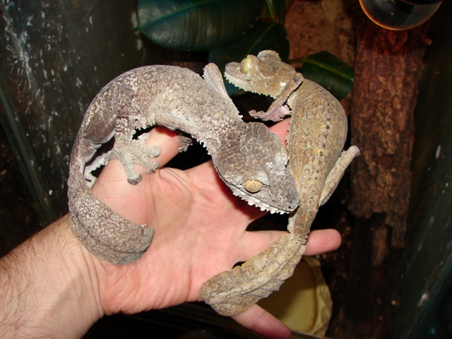 Uroplatus