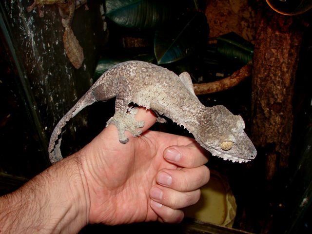 Uroplatus