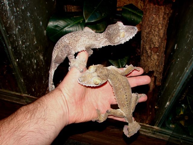 Uroplatus