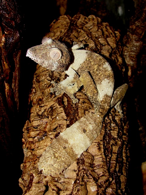 Uroplatus