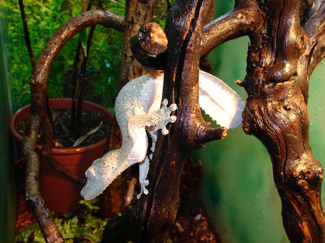 Uroplatus