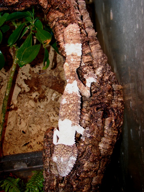 Uroplatus