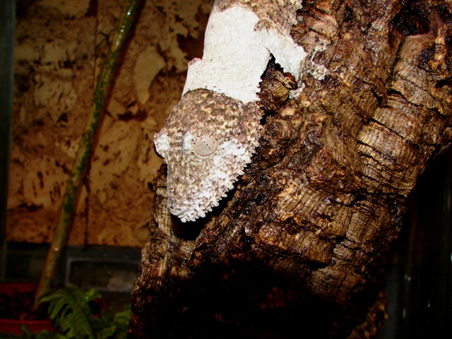 Uroplatus