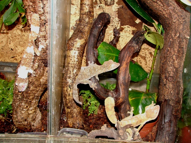 Uroplatus