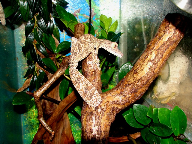 Uroplatus