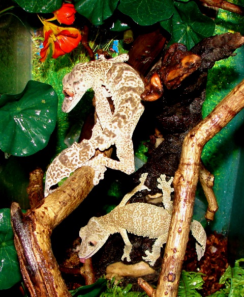 Uroplatus