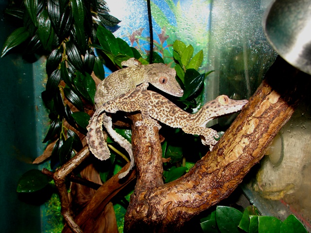 Uroplatus