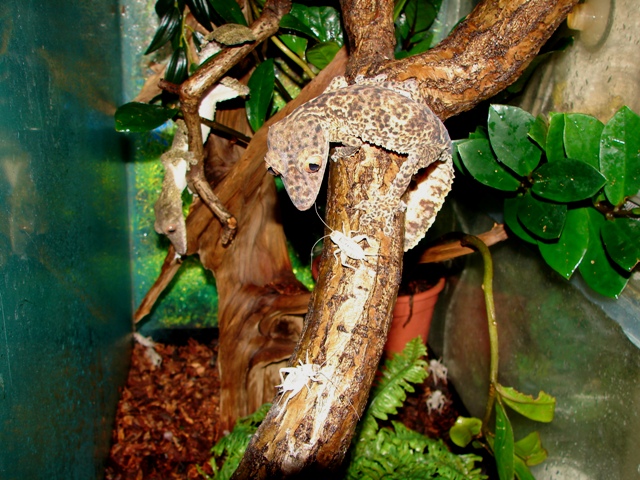 Uroplatus