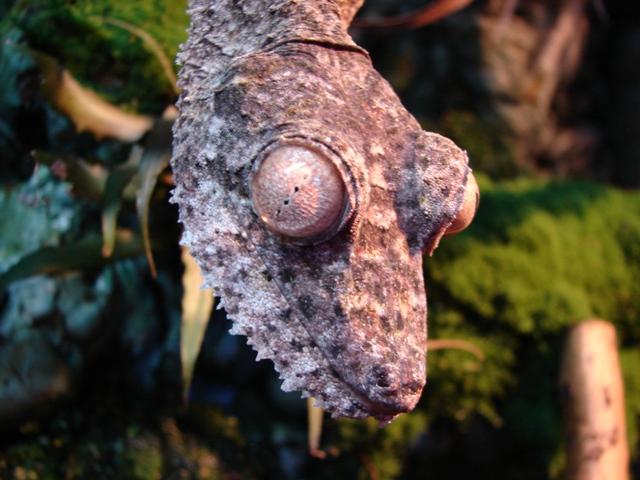 Uroplatus