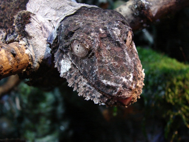 Uroplatus